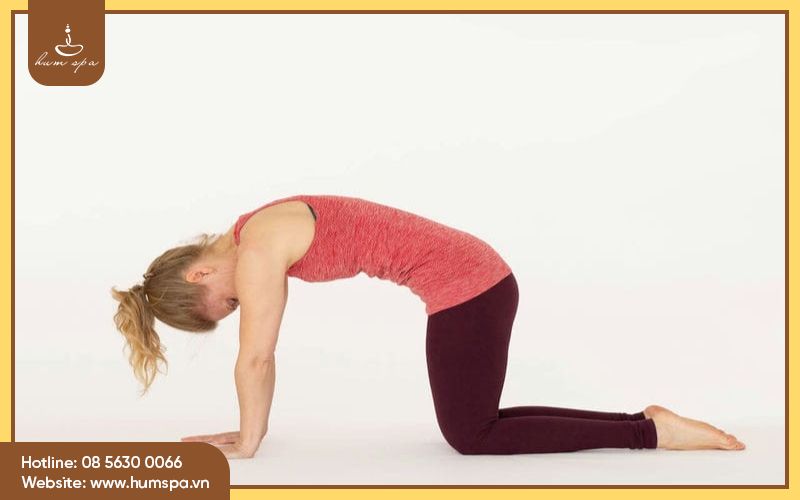 Tư thế giãn cơ lưng con mèo